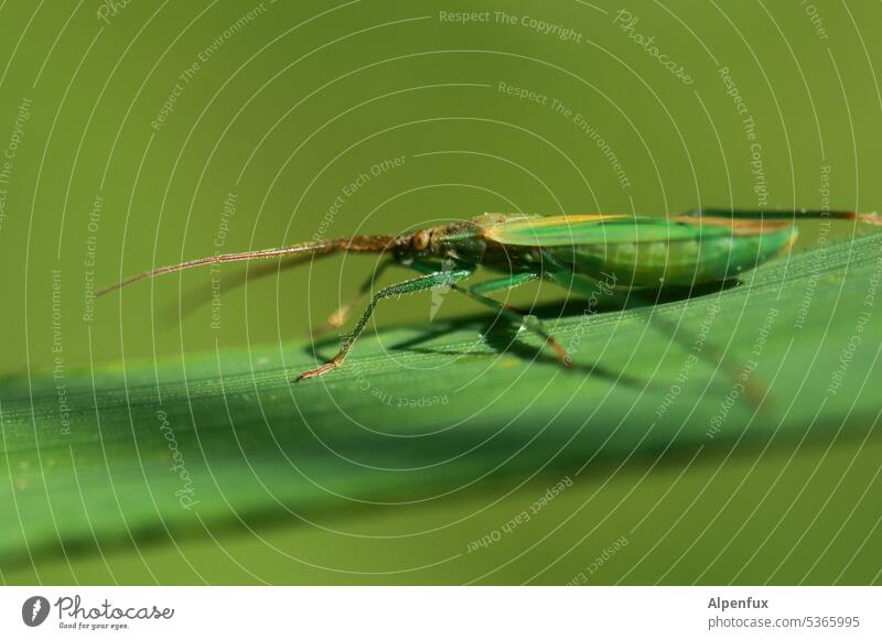 ob die Graswanze gleich ins Gras beißt.... Käfer Insekt Makroaufnahme gruselig grün Blatt Farbfoto Nahaufnahme Natur Tier Schwache Tiefenschärfe Außenaufnahme