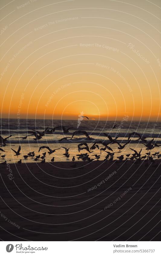 Sonnenuntergang auf dem Meer mit Möwe Wasserspiegelung Flügel Wellen Strand Möwen Freiheit blau Vogel Fluss Küste