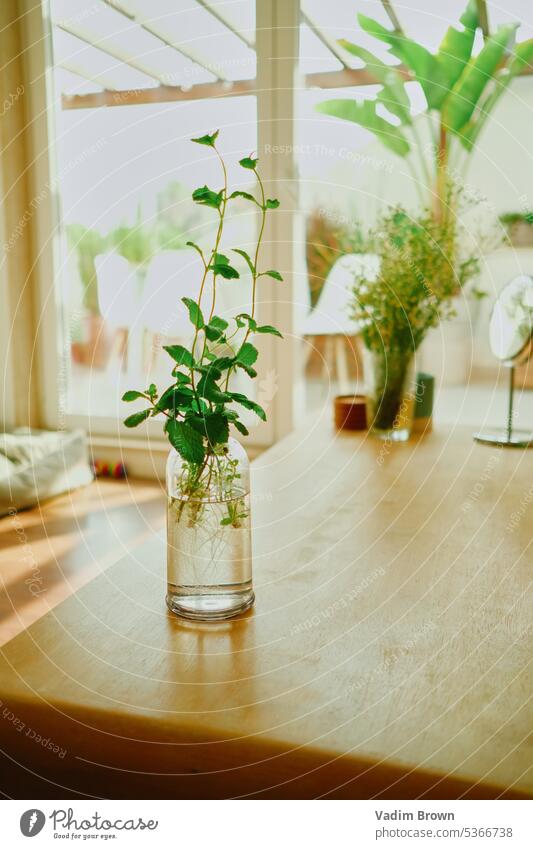 Pflanzen auf dem Tisch. Blumen grün Boho Innenbereich flach Raum heimwärts Haus Sonne Sommer