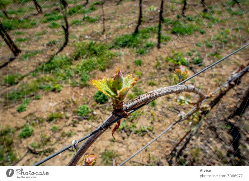 2023 03 25 Valnogaredo Weinstein 3 Frühling Weinberg Weinrebe Wachstum wachsend Pflanze Weinbau grün Blatt Natur Ackerbau Traube Blütenknospen Landwirtschaft