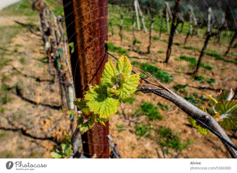 2023 03 25 Valnogaredo Weinstein 5 Frühling Weinberg Weinrebe Wachstum wachsend Pflanze Weinbau grün Blatt Natur Ackerbau Traube Blütenknospen Landwirtschaft