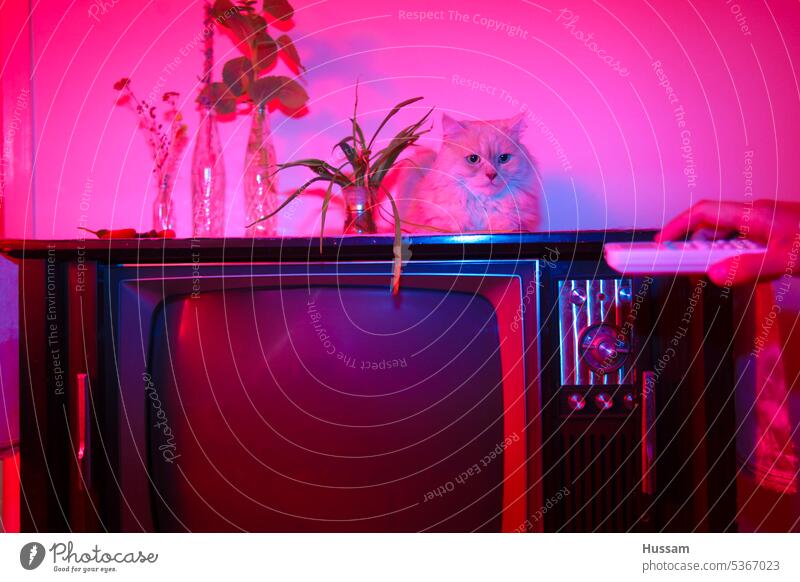 Foto einer Katze, die auf einem alten Fernsehgerät sitzt und die Beleuchtung ist rot und blau retro altehrwürdig Fernsehen alte Schule im Innenbereich Erholung