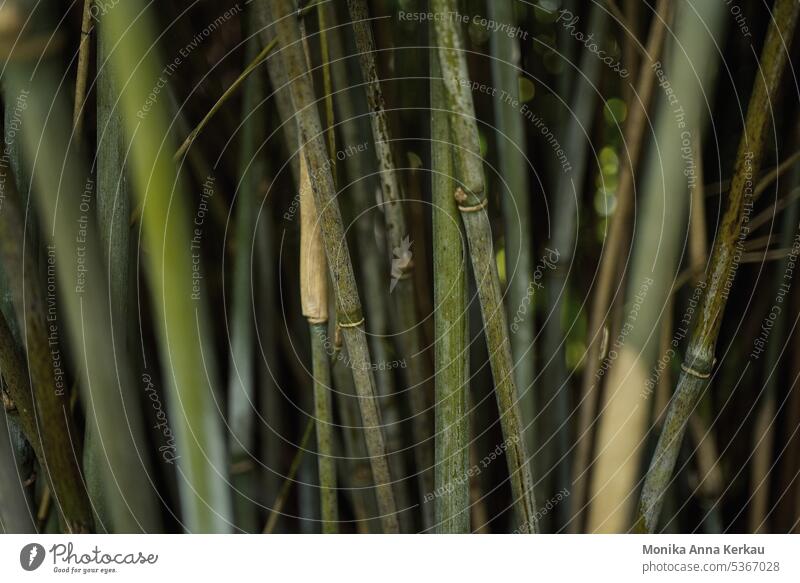 Grünes Muster aus Bambusrohren Bambushalm grün Bambusgarten grüner Hintergrund Natur Naturmaterial Naturmaterialien gerade Linien Strukturen & Formen