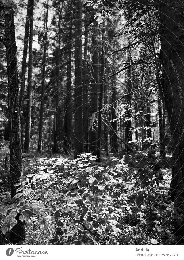 Etwas Licht im dunklen Wald Farn Bäume Tannen Fichten Schatten Blätter Stamm Holz unheimlich idyllisch Äste Sonnenlicht ruhig Erholung