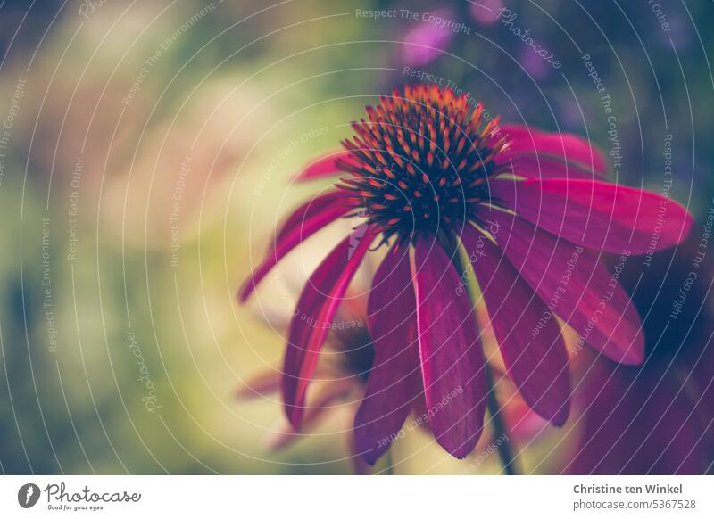 Roter Sonnenhut / Echinacea purpurea Blume Purpur-Sonnenhut Sommer Garten Heilpflanzen rot Blütenstauden Schwache Tiefenschärfe Alternativmedizin Nahaufnahme