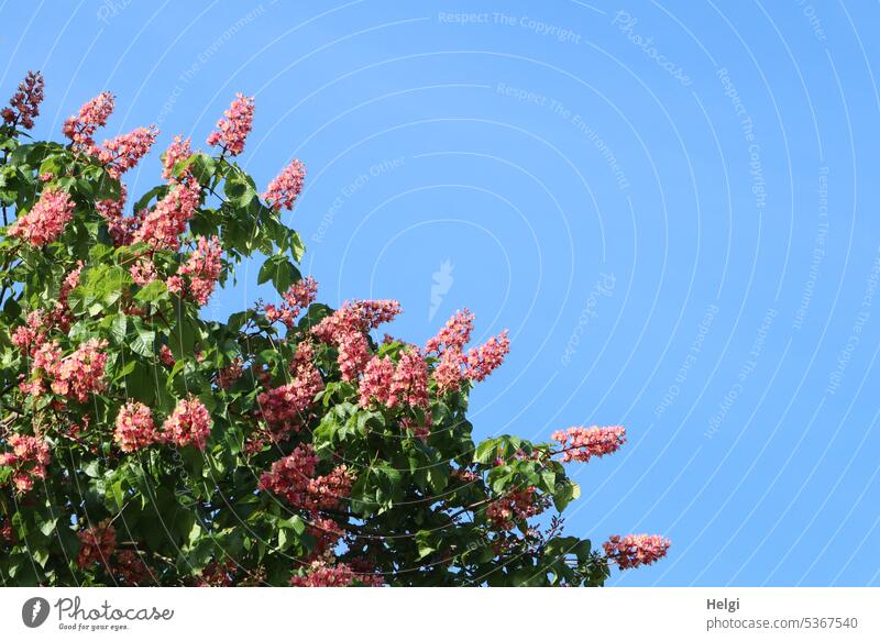 Mainfux-UT | rot blühende Kastanie vor blauem Himmel Baum Kastanienbaum Kastanienblüte wachsen Frühling Natur Tag Blatt Farbfoto Außenaufnahme Menschenleer