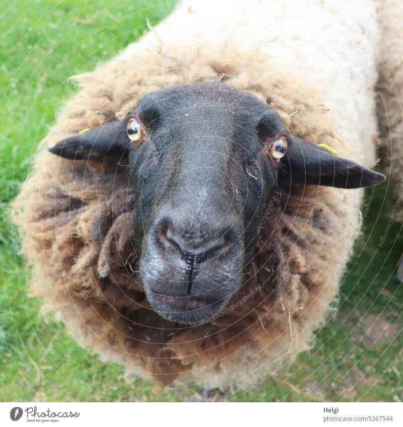 Mainfux-UT | Auge in Auge mit dem Schaf Tier Säugetier Nutztier Schafskopf Wolle Ohren Augen Schnauze Wiese Gras Nahaufnahme Außenaufnahme Weide Menschenleer