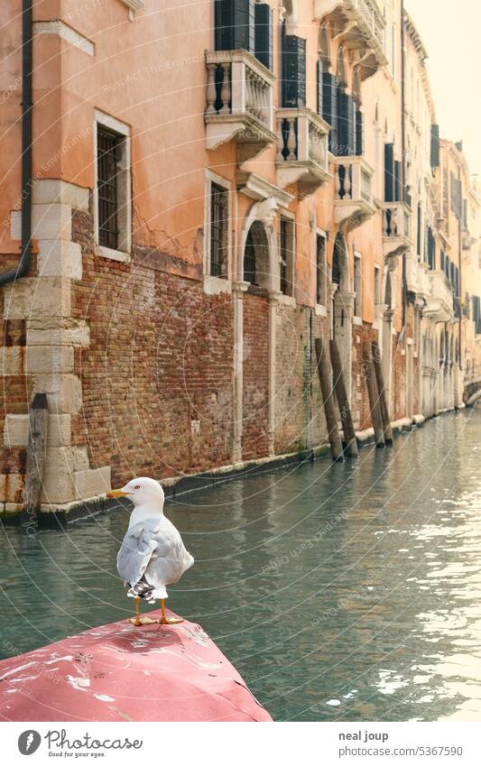 Einzelne Möwe sitzt auf dem Bug eines Bootes; im Hintergrund die Flucht eines Kanals in Venedig Reise Städtereise Wasser Altstadt Tourismus