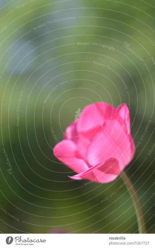 von der Sonne beleuchtete Tulpe unscharfem grünem Natur-Hintergrund Detail Blütenblätter Nahaufnahme Blume zart floral Frühling Gras Wiese Garten Pflanze