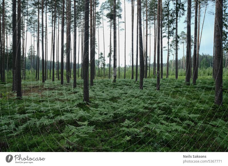 Tannenbäume in einem Wald im Frühling. Natürlicher Hintergrund. Farn bedeckter Waldboden altes Waldökosystem Laubwerk Landschaft Kiefer Boden Moos natürlich
