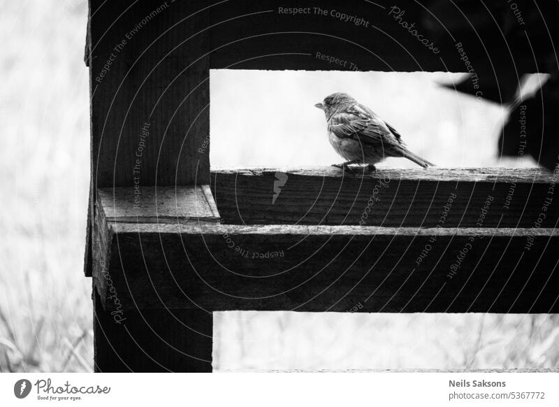 Sperling im Rahmen einer Holzpalette. Schwarz-Weiß-Foto Tier Hintergrund Schnabel schön Vogel braun Nahaufnahme niedlich domesticus Auge Feder Zaun Lebensmittel