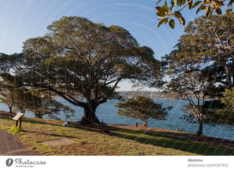 Großer Baum vor dem Paramatta River Natur Außenaufnahme groß grün braun Umwelt blau Sonnenlicht Landschaft Schönes Wetter Himmel Fluss Urlaub reisen Sommer