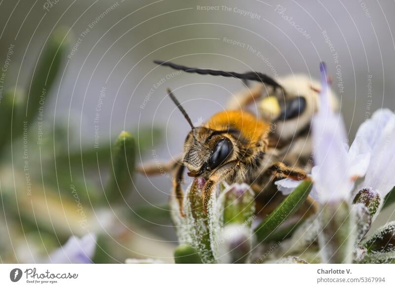 Mainfux I Bienen auf Rosmarin Tier Wildtier 2 Bienen Insekt Honigbiene Natur natürlich Pollen Außenaufnahme Sommer Apidae staatenbildendes Insekt Überfall