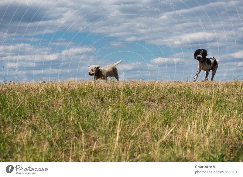 Froschperspektive | Einfach mal die Ohren im Wind fliegen lassen Tiere Haustiere Hunde 2 Hunde Haushund Tierporträt Außenaufnahme Rassehund Rassehunde