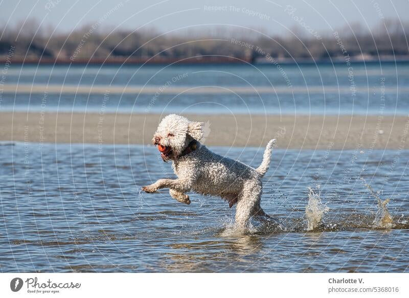 Vierfüßler als Zweifüßler - Hund springt durch´s Wasser Tier Haustier Rassehund Lagotto Romagnolo hüpfen springen Außenaufnahme Tierporträt Farbfoto weißer Hund