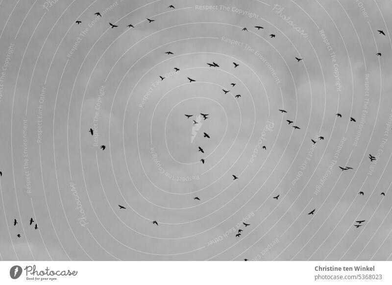 Rabenvögel kreisen am Himmel, der zeigt sich heute| grau in grau Rabenkrähen Krähen Vogelschwarm Vögel Wildvögel Natur Wolkenhimmel Schwarm Vogelflug fliegen