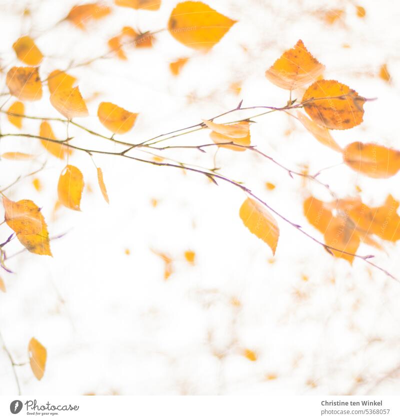 Die letzten Birkenblätter hängen noch an den Zweigen Herbstfärbung natürliche Farbe Herbstgefühl vergänglich orange Farbe warme Farben Herbstblätter