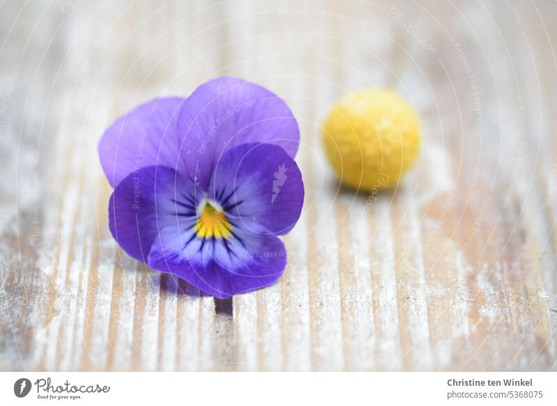 Lila und Gelb Stiefmütterchen Trommelstöckchen Blume Pycnosorus globosus Craspedia globosa Schwache Tiefenschärfe Kontrast Nahaufnahme Stillleben Farbe violett