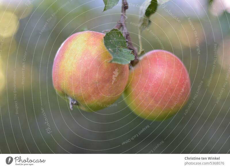 Bald sind die Äpfel reif Äpfel am Baum Obst Kernobst Cox Orange Herbst natürlich Apfel Frucht saftig frisch lecker Garten vitaminreich Ernährung Bioprodukte