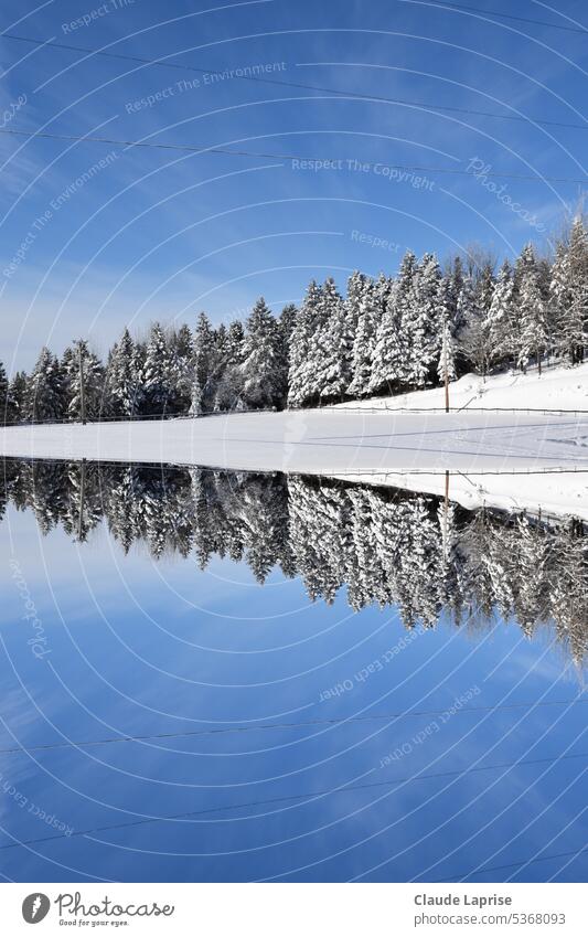 Erster Schnee im Wald, Sainte-Apolline, Québec, Kanada Quebec Natur Landschaft See Wasser Baum Fichte Winter kalt Eis Frost Himmel blau Reflexion & Spiegelung
