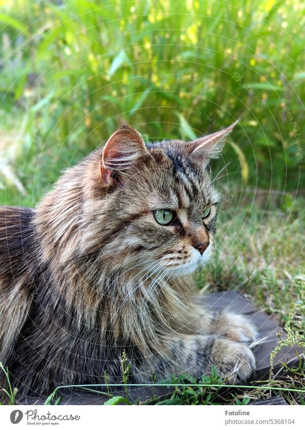 Ganz aufmerksam beobachtet meine Katze ihre Umgebung im Garten. Fell Langhaarige Katze fluffig Haustiere Rassekatze maine coon katze niedlich Blick im Freien