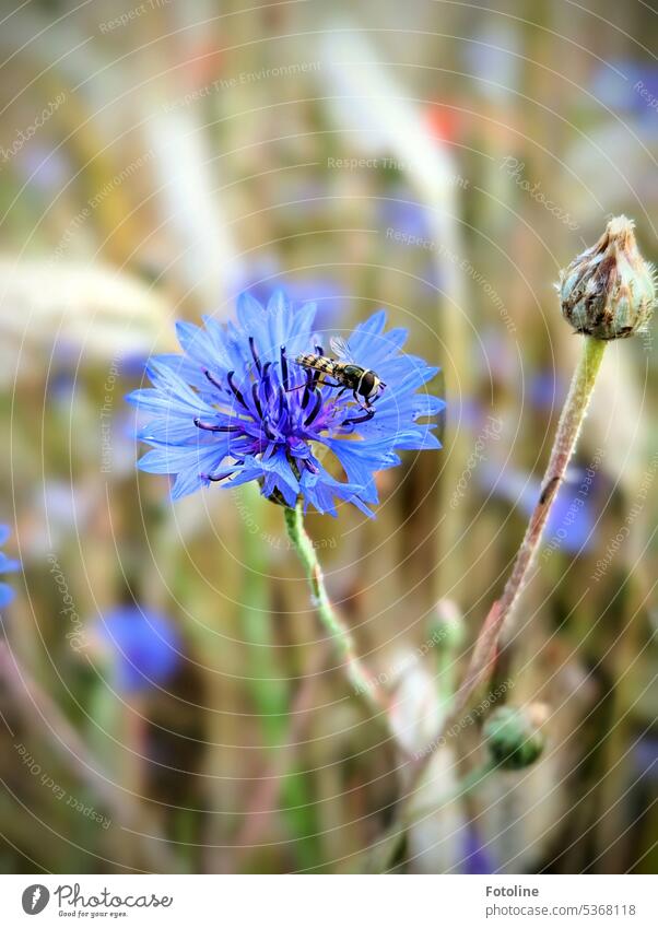 Auf der Blüte einer Kornblume sitzt eine kleine Schwebfliege und ruht sich aus. Blume blau Sommer Pflanze grün Außenaufnahme Natur Feld Blühend Wildpflanze