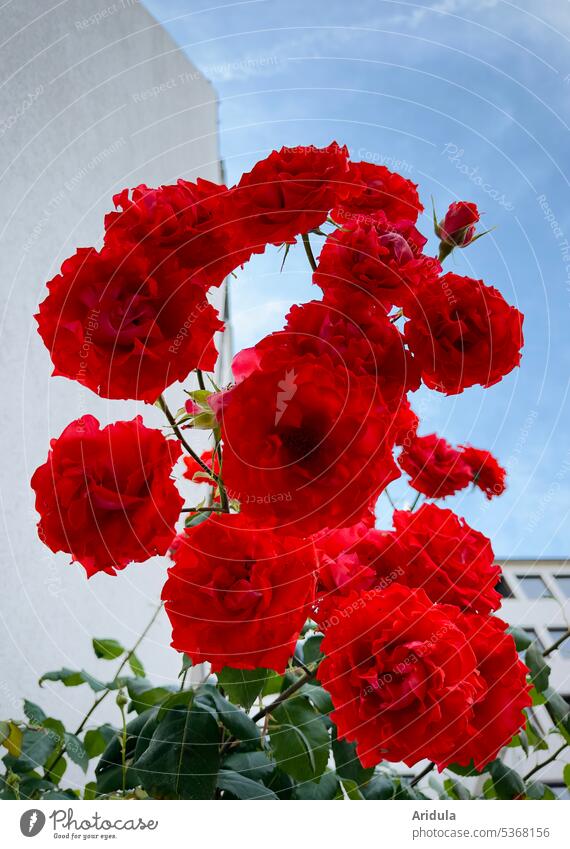 Rote Stadtrose Rose Kletterrose rot Blüten Pflanze Blume Sommer Stadtpflanze Blauer Himmel Fassade Haus Fenster urban grün Duft Garten Unschärfe
