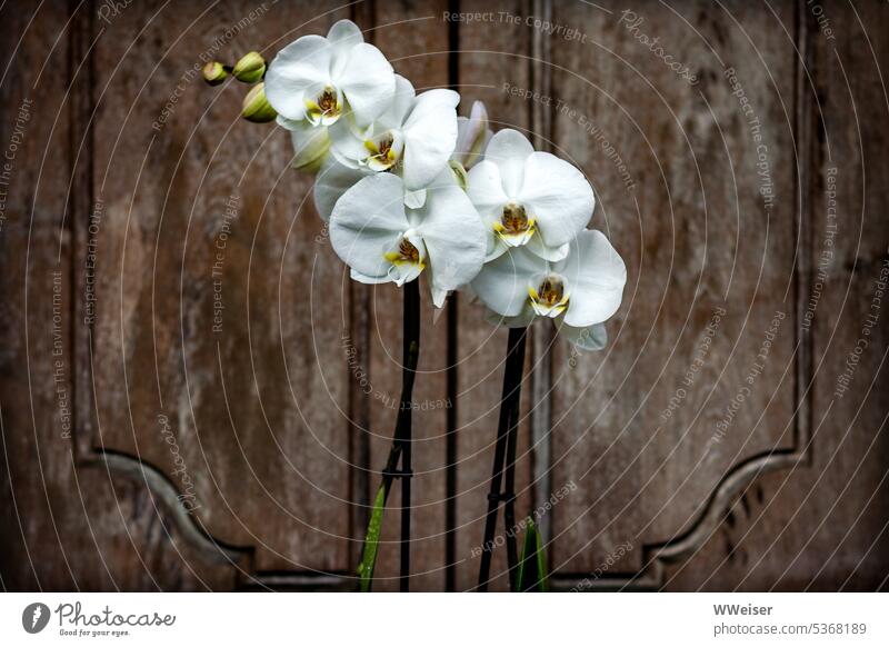 Weiße Orchideen vor einer kunstvoll gearbeiteten Holztür Blumen Kunst Flora Asien Bali Tür Tor schnitzen Holzarbeit Muster Ornament edel orientalisch verziert