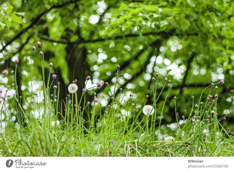 Pusterblumen und andere Wiesenpflanzen ragen munter in die Höhe vor den Silhouetten der Bäume Natur Gras Gräser Löwenzahn Pusteblumen reif Licht grün saftig