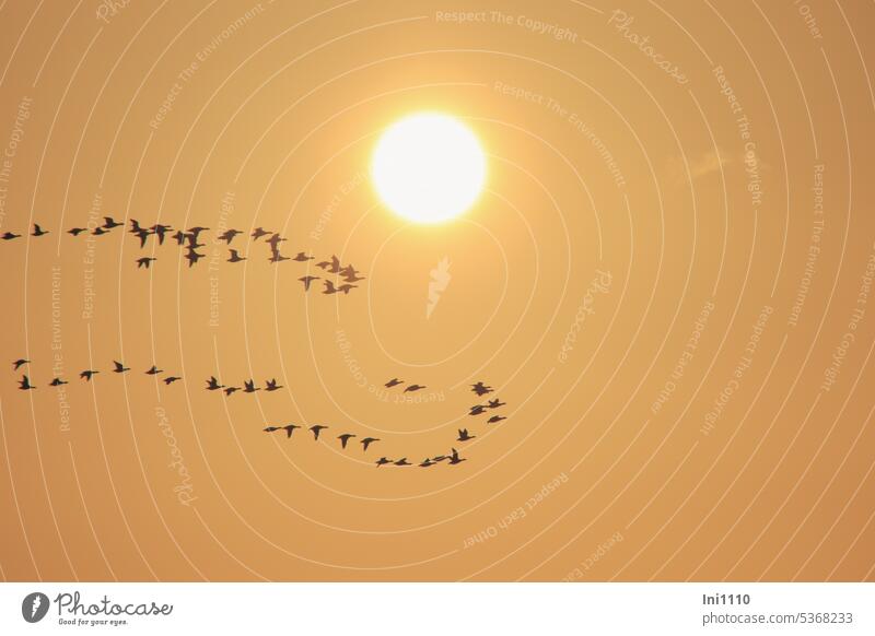 Abendflug der Gänse beim Sonnenuntergang Natur Abendstimmung Himmel Licht diesig Sonnenlicht gülden Abendlicht Tiere Vögel fliegen Vogelflug Gruppe Kette