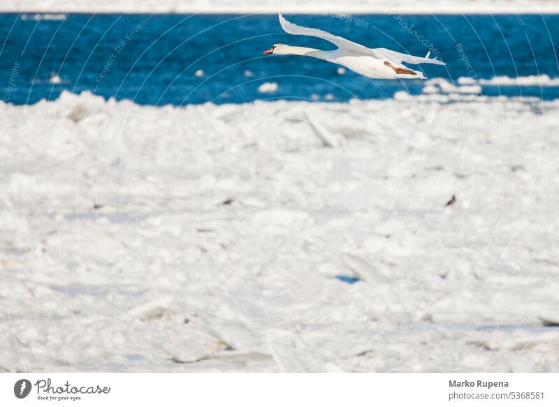 Schwäne auf der zugefrorenen Donau Tier Schönheit Flug Vogel kalt Europa Frost Harmonie Eis Landschaft Natur im Freien Fluss Saison Schnee Schwan Wasser weiß