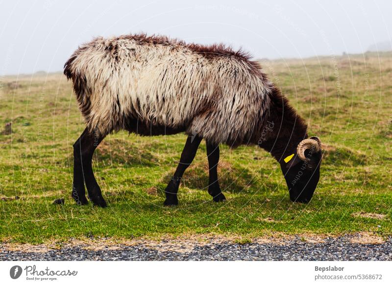 Ziege auf einer Wiese im Nebel horizontal Säugetier Viehbestand Fotografie Farbbild camino de santiago französische Pyrenäen weg des heiligen jakob Tier Gras