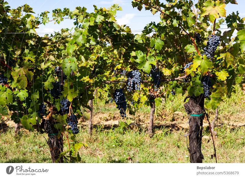 Rote Trauben auf den Weinbergen Natur Ernte ländlich Feld grün Weingut Weinrebe Haufen Land rot Tal malerisch fallen Blatt Alkohol wachsen purpur Tradition