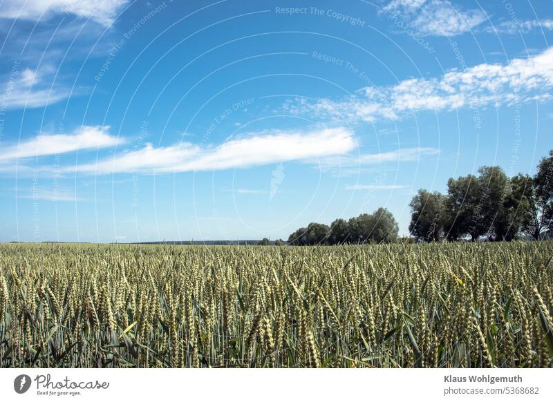 Frühsommer, reifendes Getreide auf einem Feld im Datzetal. Am Feldrand stehen Kopfweiden und ein blauer Himmel mit Cirruswolken spannt sich darüber Getreidefeld