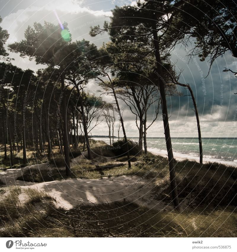 Weststrand Umwelt Natur Landschaft Pflanze Sand Wasser Himmel Gewitterwolken Horizont Klima Wetter Schönes Wetter Wind Baum Sträucher Wellen Küste Ostsee