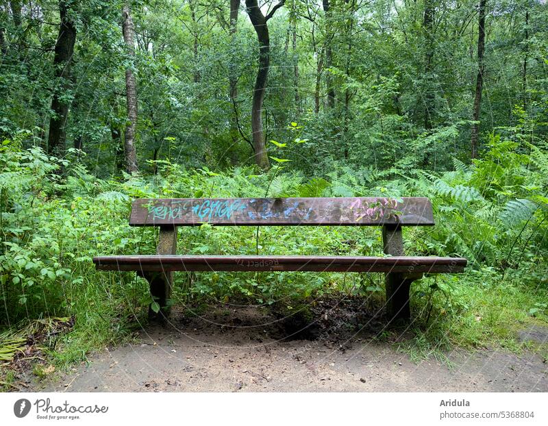 Eine Bank im regnerischen Wald No. 2 Sitzbank Erholung Pause Sitzgelegenheit ruhig Menschenleer Einsamkeit Parkbank Holzbank sitzen Natur Außenaufnahme grün