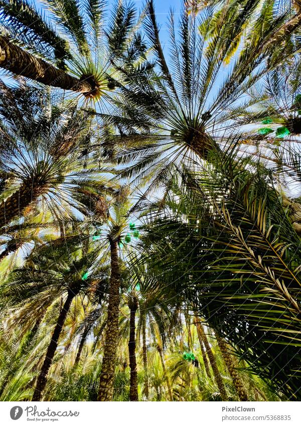 Palmenoase im Oman grün Ferien & Urlaub & Reisen Palmenwedel Sommer Datteln Palmengarten Außenaufnahme Palmenzweig Himmel