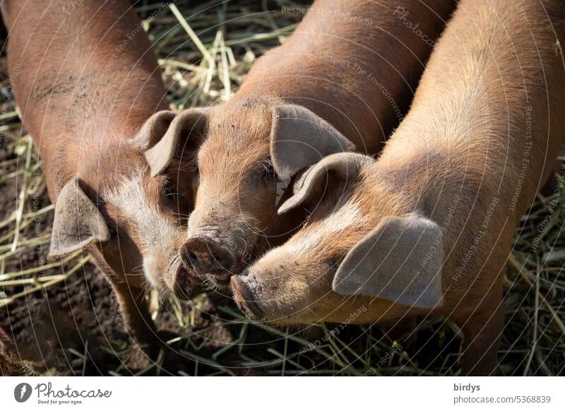 freilaufende Ferkel in einem Biobetrieb ferkel Schweine Freilandhaltung artgerecht wühlen Schlamm Erde Tierwohl Biologische Landwirtschaft Nutztier