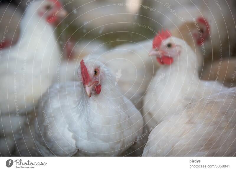 gesunde Legehennen in einem Biogeflügelbetrieb Hühner Tiergesundheit Tierwohl Geflügel Federvieh Biologische Landwirtschaft Biohuhn freilaufend artgerecht