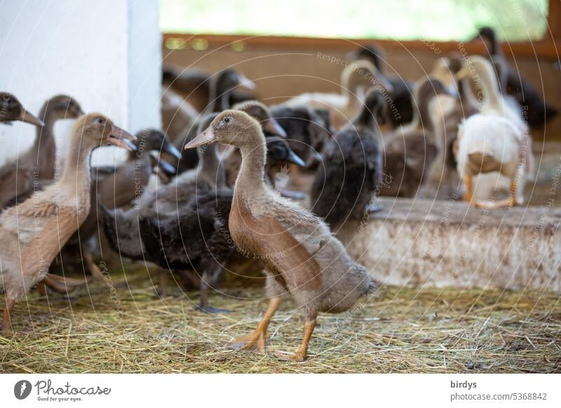 junge Enten mit viel Platz und Auslauf in einem Biobetrieb Jungtiere Biologische Landwirtschaft Fleischproduktion artgerecht Tierwohl Bioprodukte Nutztier