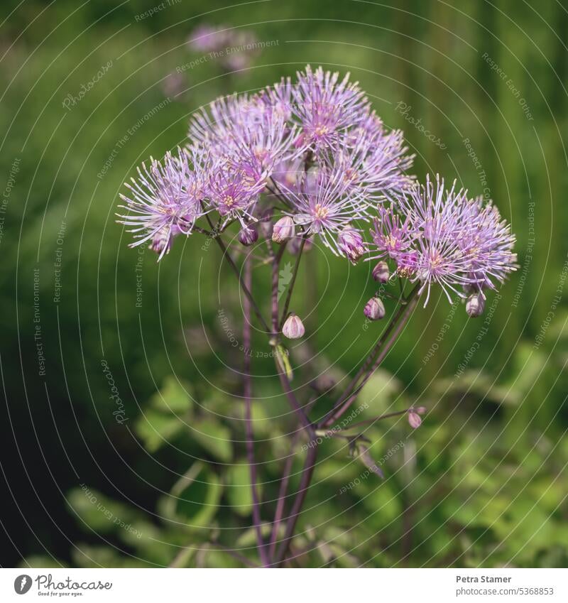 akeleiblättrige Wiesenraute Pflanze Blume Blüte Garten grün violett lila violette Blüten Natur blühen Tageslicht natürlich natürliches Licht natürliche Farbe