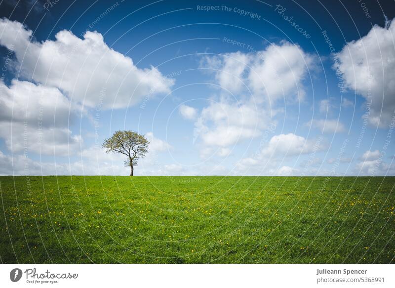 Einsamer Baum am Horizont in einem grünen Grasfeld mit Wolken einsamer Baum Feld Cloud Himmel Skyline Natur natürlich Umwelt außerhalb im Freien simpel einfach