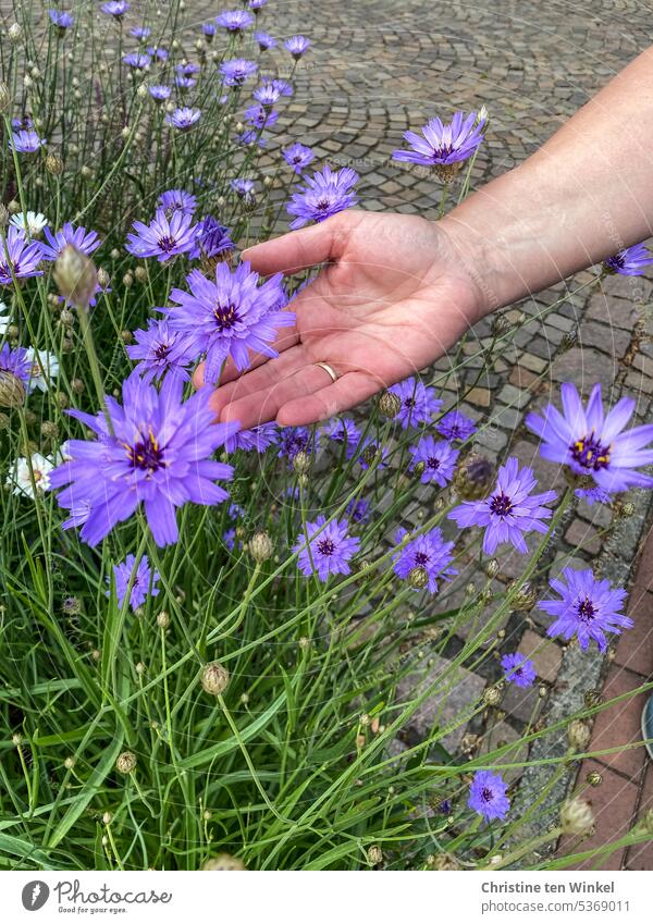 Die Rasselblumen im Vorgarten bewundern Hand Blüten Blaue Rasselblume lila Blumen hitzetolerante Pflanze Korbblütler Staude Pollenspender Catananche caerulea