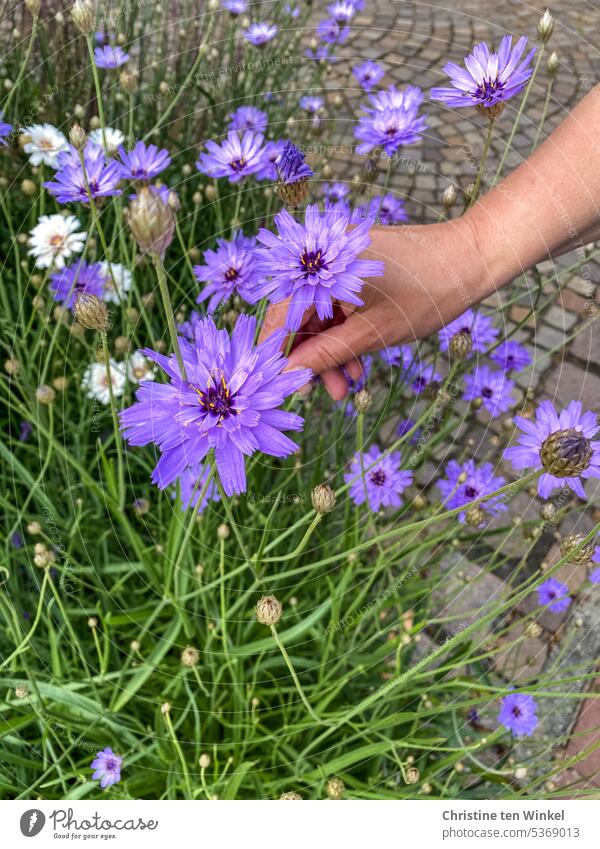 Rasselblumen und die Hand einer Frau Blumen lila Blumen Blaue Rasselblume Blüten Staude Korbblütler hitzetolerante Pflanze Nektarspender Catananche caerulea