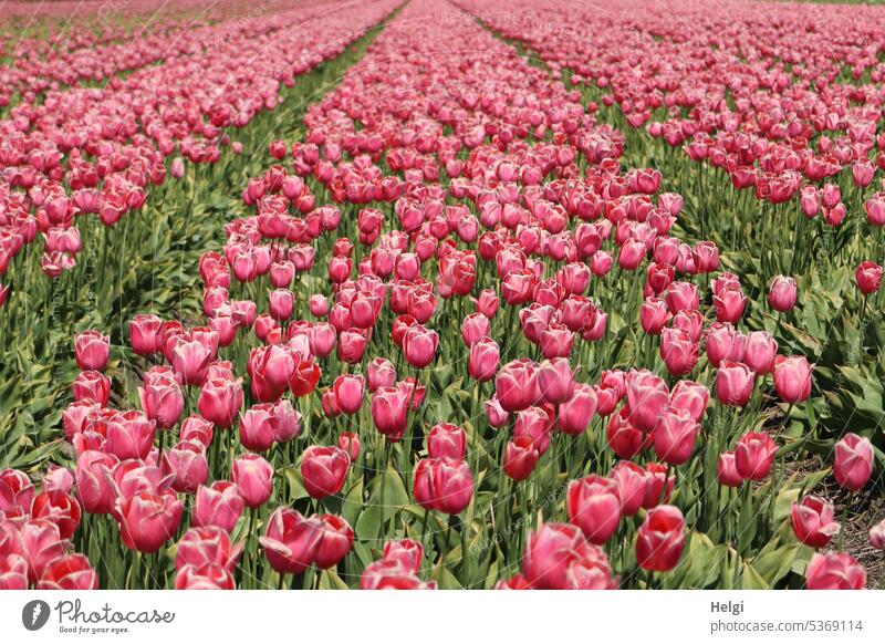 blühendes Tulpenfeld in den Niederlanden Blume Blüte Tulpenblüte Holland Frühling Frühlingsblume Tulpenzucht viele Reihe Pflanze Farbfoto Blühend Außenaufnahme