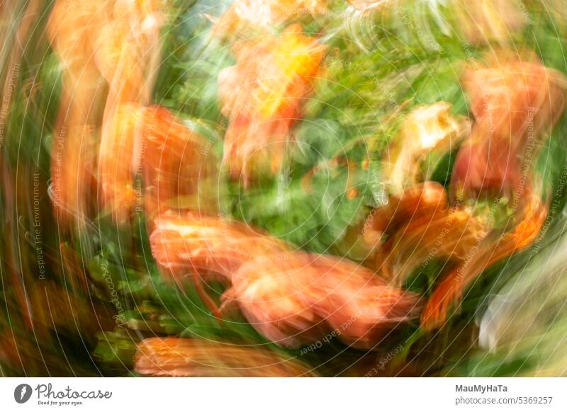 bewusste Kamerabewegung Bewegung Außenaufnahme abstrakt mehrfarbig Farbfoto Experiment Farbe Geschwindigkeit Kunst Detailaufnahme Langzeitbelichtung Muster