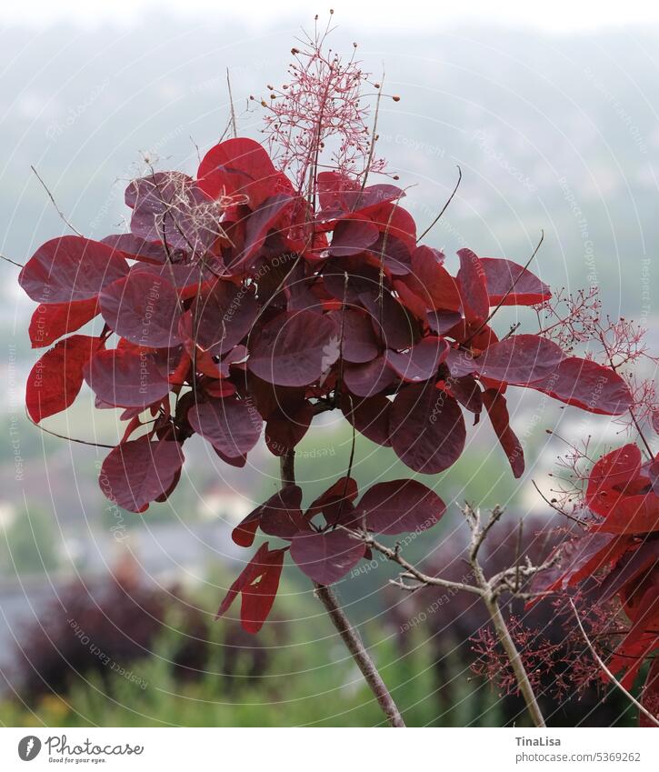 Roter Perückenstrauch Strauch Pflanze Blatt rot Natur Farbfoto Außenaufnahme Schwache Tiefenschärfe Nahaufnahme Detailaufnahme Makroaufnahme Menschenleer