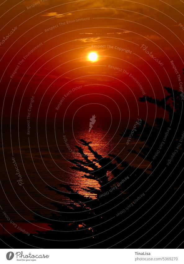 Sonnenuntergang am Meer Himmel Wasser Natur Außenaufnahme Farbfoto Abend Sonnenlicht Licht Sommer Landschaft Urlaub Ferien & Urlaub & Reisen Spiegelung Baum