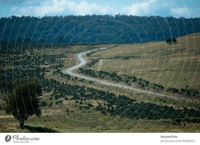 Diese Straße brachte uns zum Ziel in Tasmanien. Bäume Menschenleer Außenaufnahme Landschaft Wald Himmel Natur Umwelt grün Farbfoto Tag natürlich Sonnenlicht