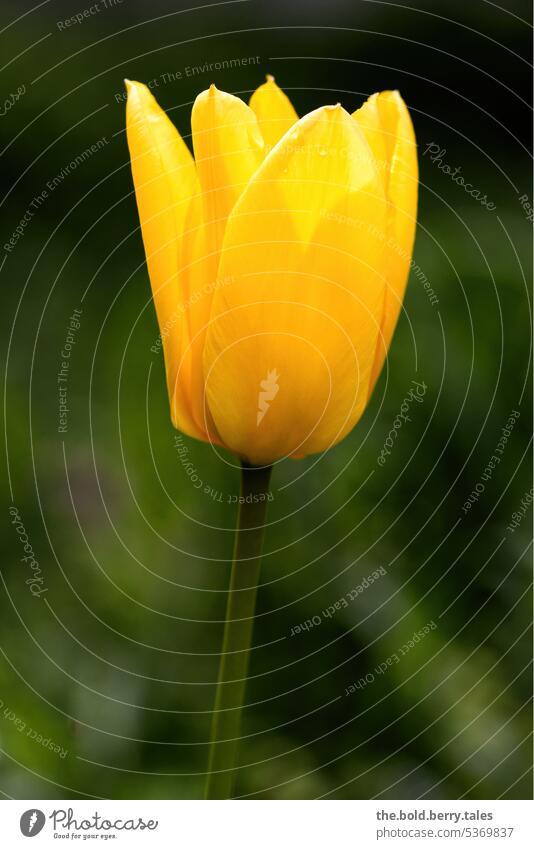 Gelbe Tulpe Frühling grün gelb Blume Blüte Pflanze Blühend Farbfoto Natur Außenaufnahme Bokeh geringe Tiefenschärfe